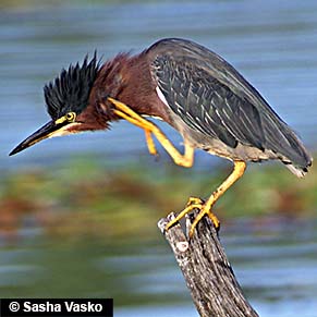 scratching-green-heron